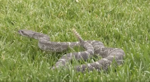 A rattlesnake moves in the high green grass